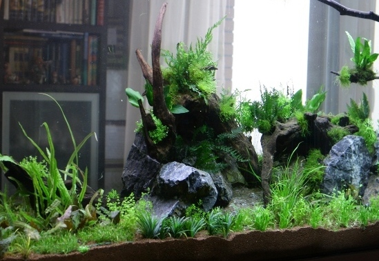 <span style="font-weight: bold;">Пресноводный аквариум</span> 