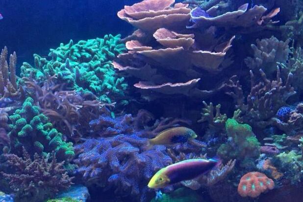 <span style="font-weight: bold;">Морской аквариум </span>