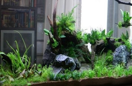 <span style="font-weight: bold;">Пресноводный аквариум</span> 