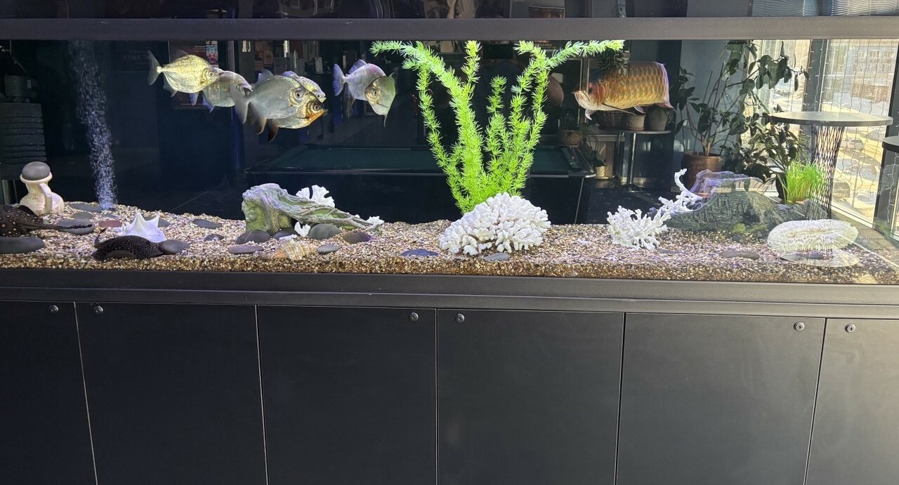  <span style="font-weight: bold;">Пресноводный и морской аквариум: что выбрать?</span>