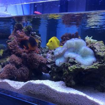  <span style="font-weight: bold;">Морской аквариум - начало</span>