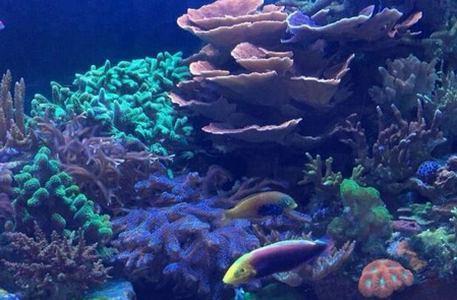 <span style="font-weight: bold;">Морской аквариум </span>