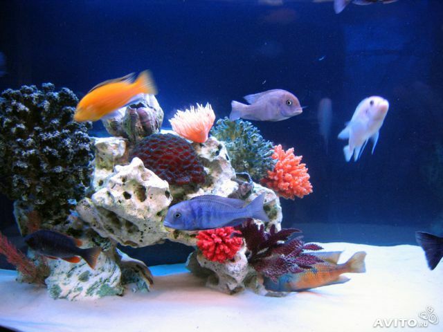 <span style="font-weight: bold;">Выбор рыбок для одного аквариума </span>